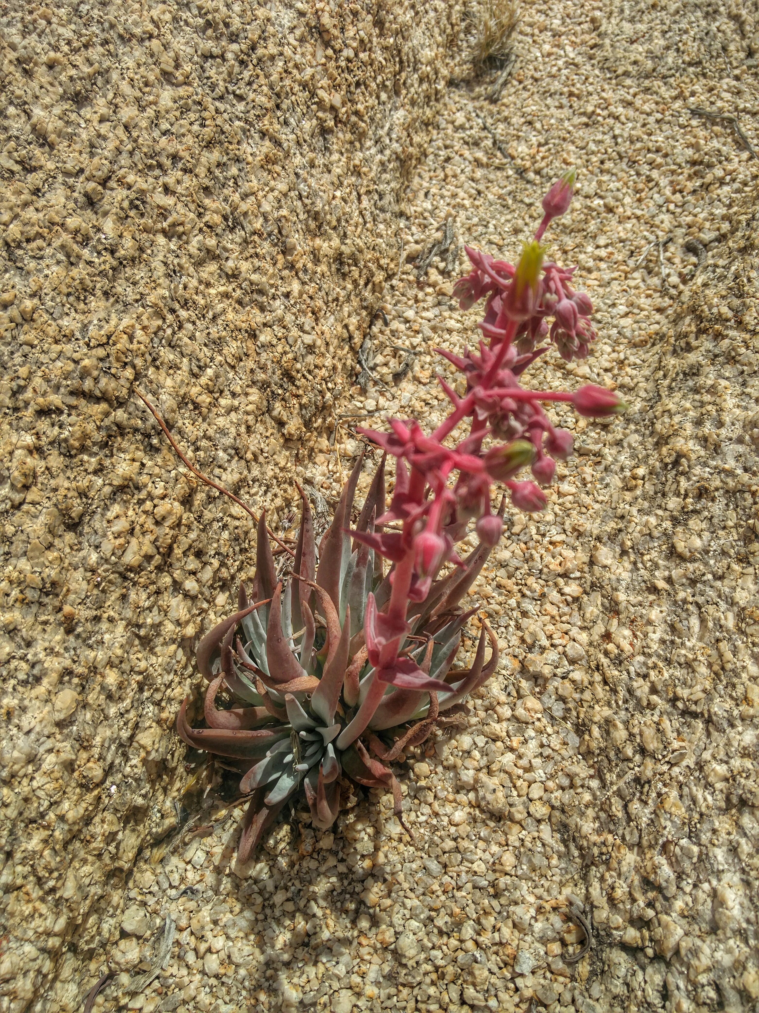 Backpacking Juniper Flats in Joshua Tree National Park Flip Flop