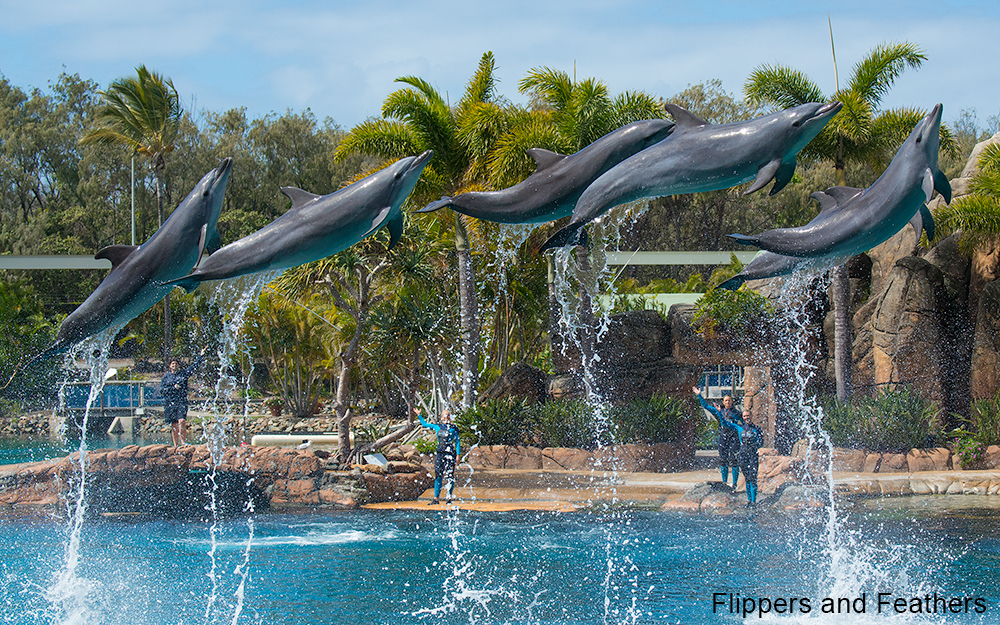 Facility Spotlight Sea World Gold Coast (Australia) Flippers & Feathers