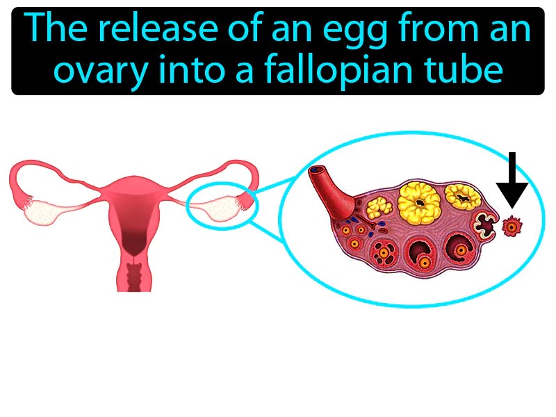 Ovulation Definition & Image | Flippy