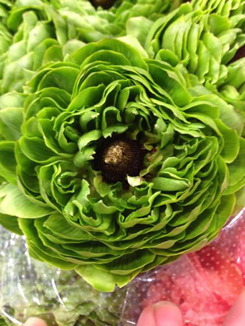 What’s in Season now spring flowers! Flirty Fleurs The Florist Blog