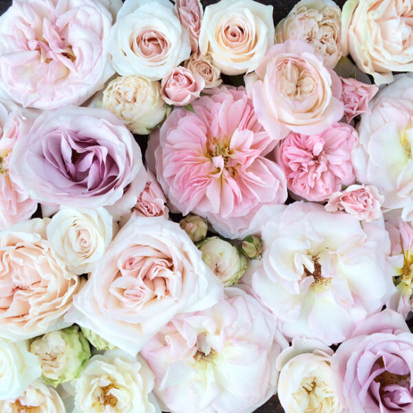 The Blush Pink Rose Study Flirty Fleurs The Florist Blog