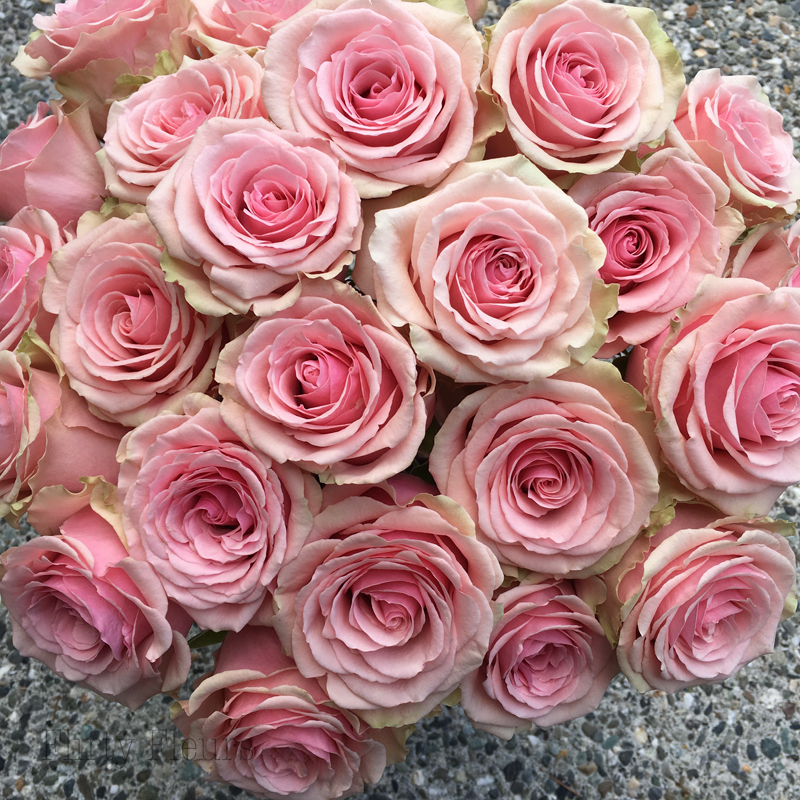Pink Rose Study with Amato Wholesale Flirty Fleurs The Florist Blog