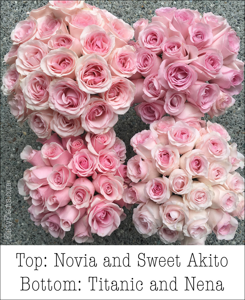 Pink Rose Study with Amato Wholesale Flirty Fleurs The Florist Blog