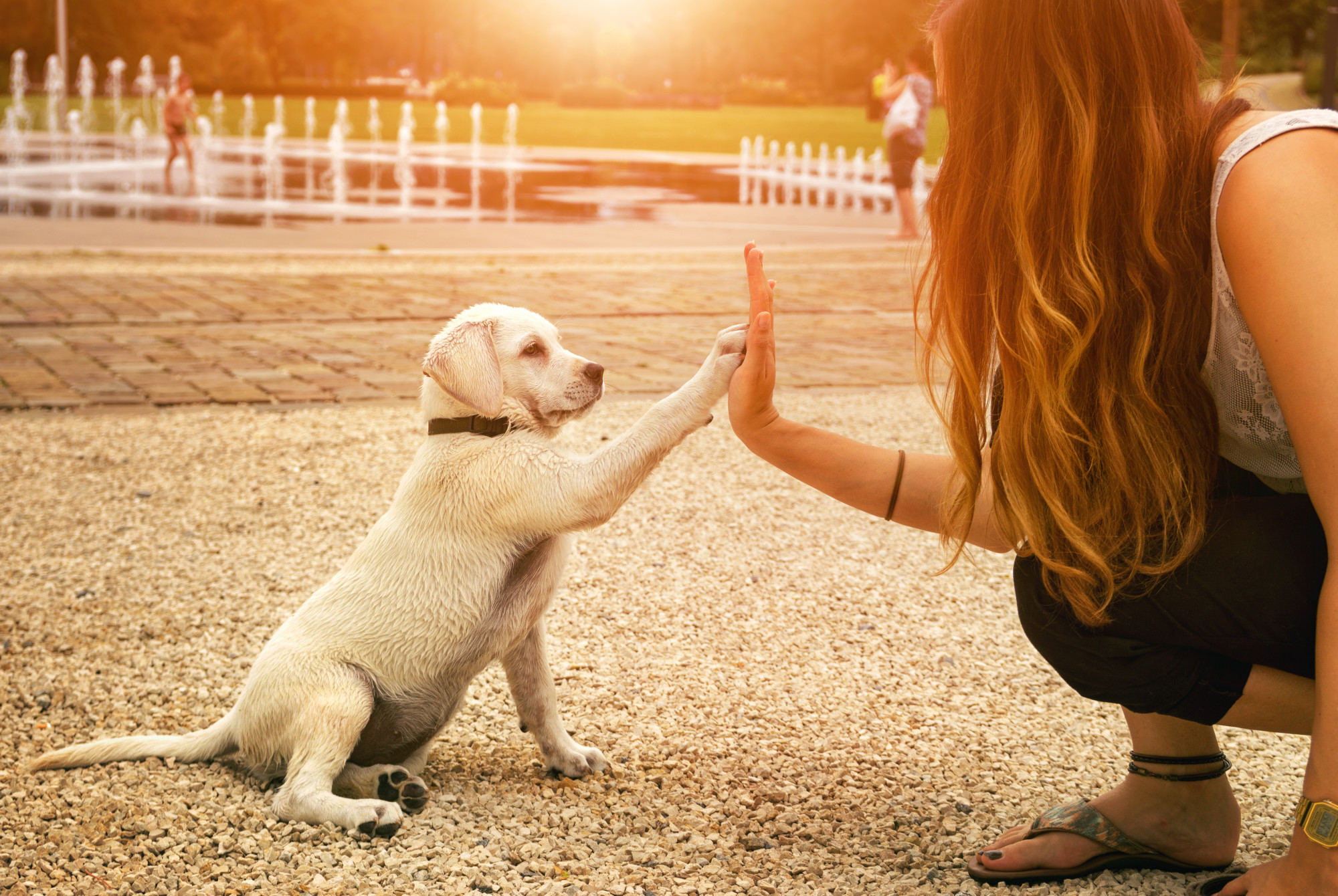 This Is What You Need to Know About Puppy Lemon Law