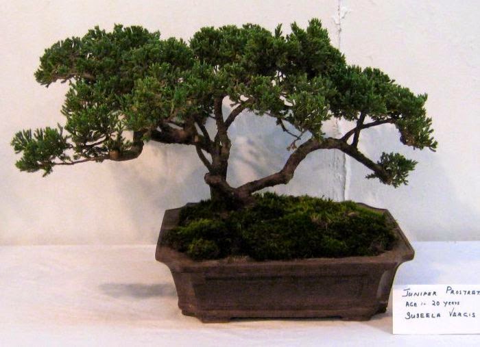 19+ Bonsai Trees In Chennai Images Floating Bonsai Tree Amazon