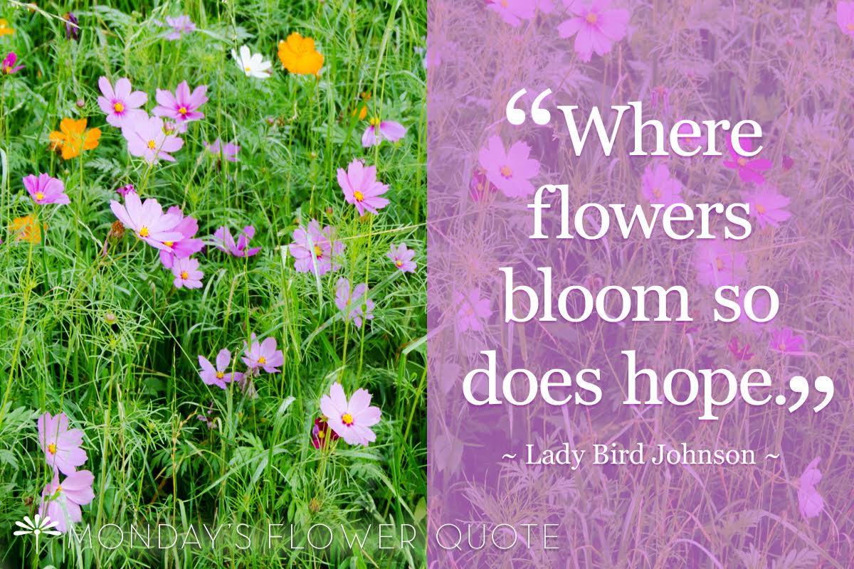 Where Flowers Bloom Monday's Flower Quote Floating Petals