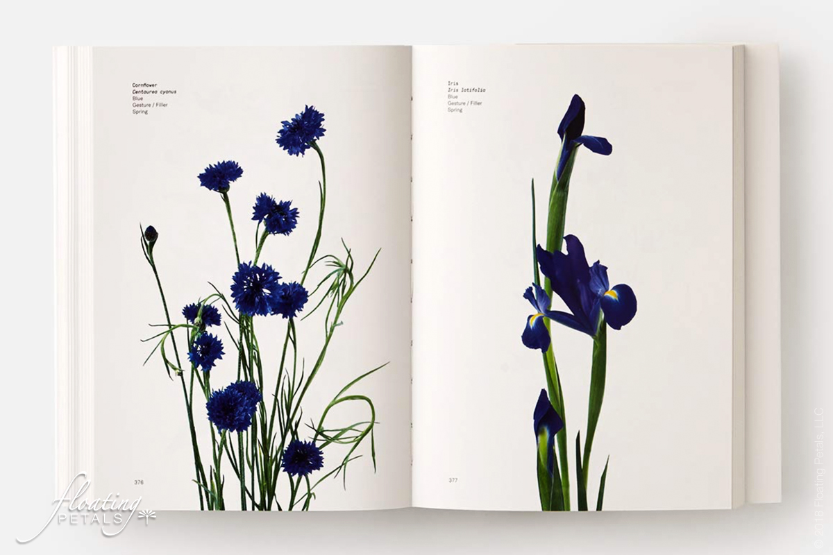 Flower Color Guide Floating Petals Blooming Blog