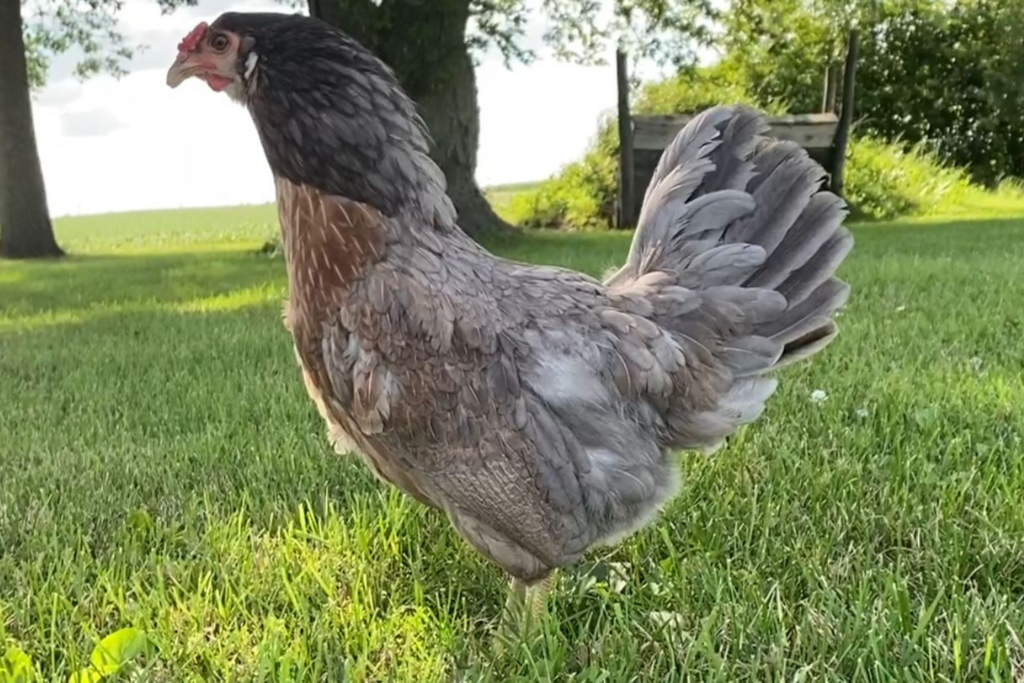 Prairie Bluebell Egger™ Flockjourney