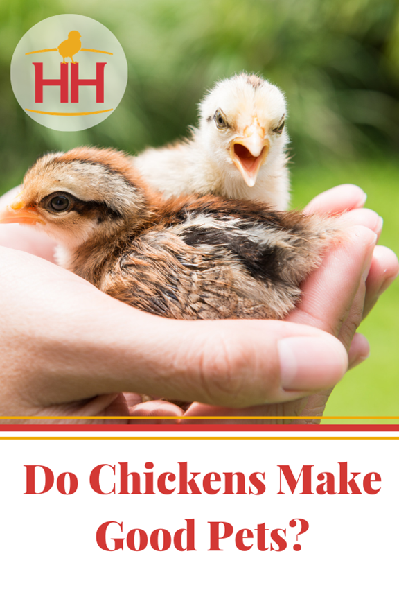 Do Chickens Make Good Pets? Flockjourney