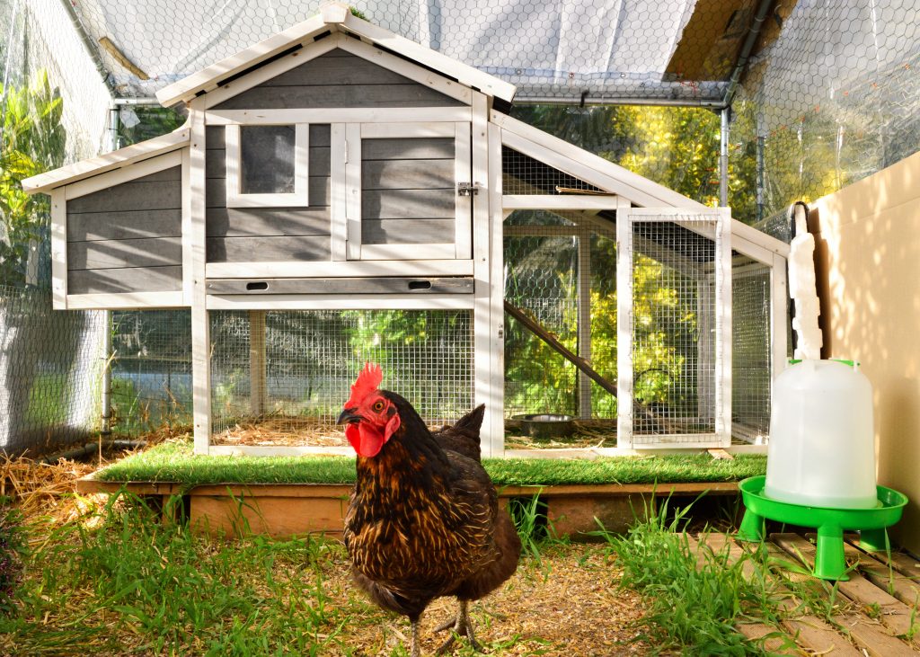 How to Keep Flies Out of Your Coop Simple and Effective Ways to Keep Your Coop Fly Free This