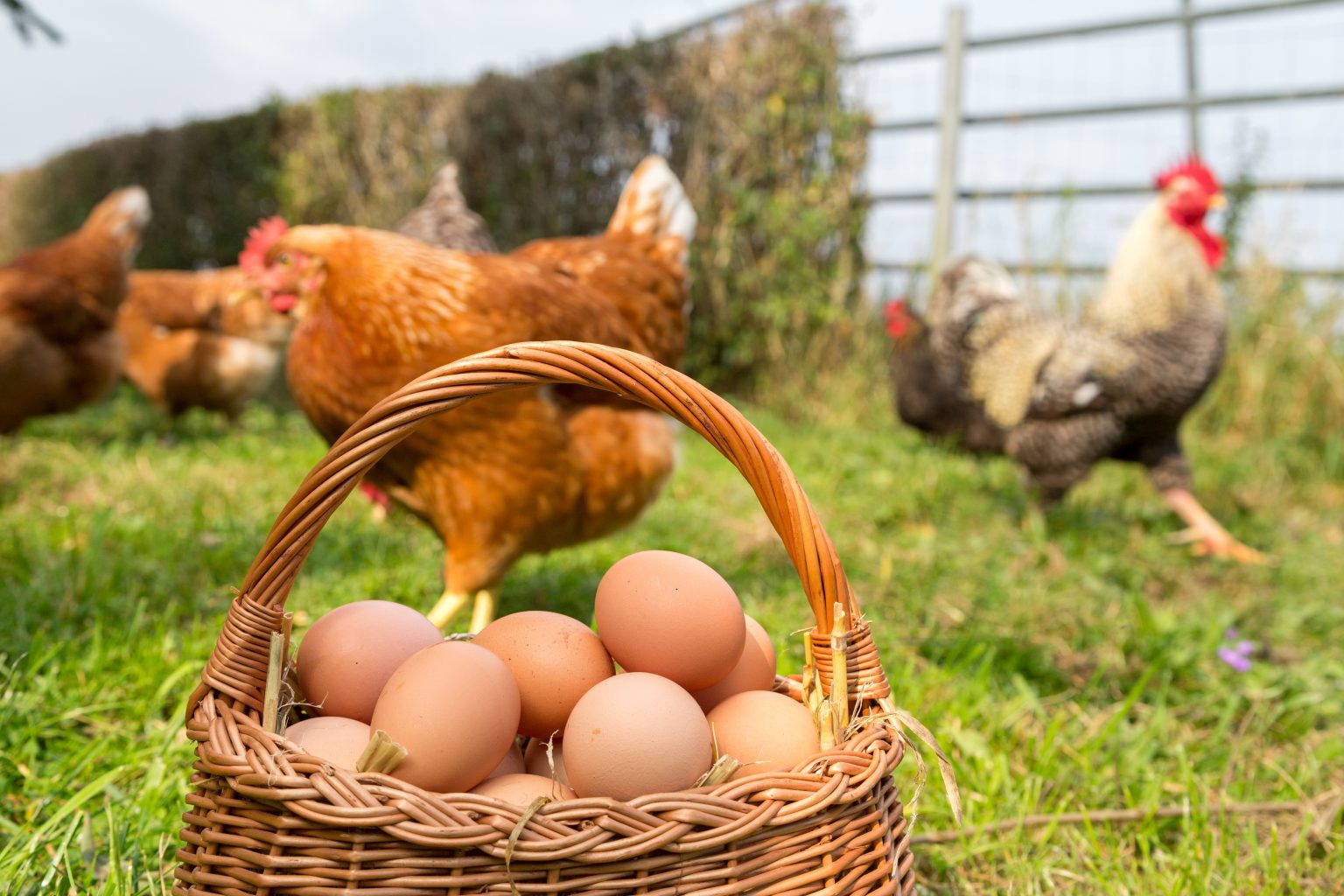 How Long do Hens Lay? Flockjourney