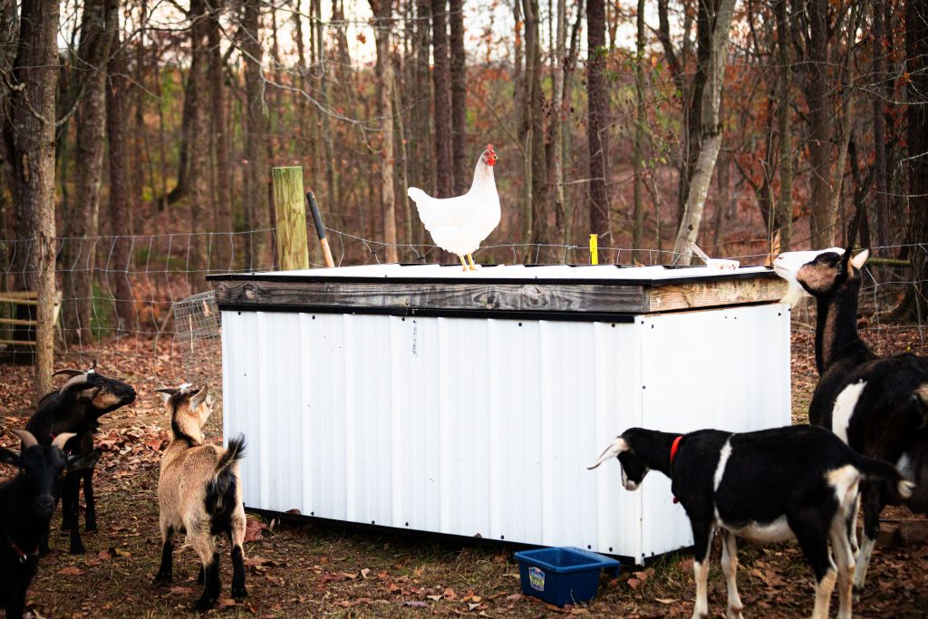 How to Store Chicken Feed Flockjourney