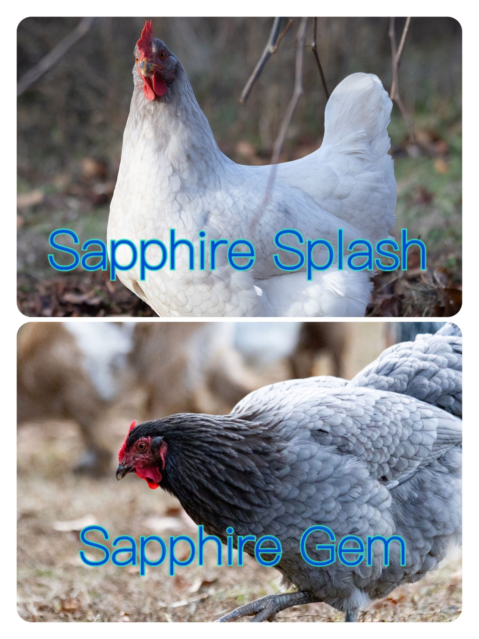 All About the Sapphire Splash Flockjourney