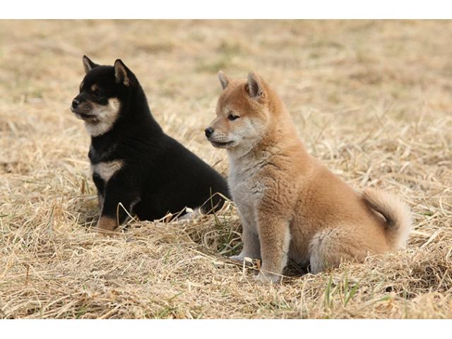 Animals Grand Centre Adorable Home raised Shiba Inu Puppies
