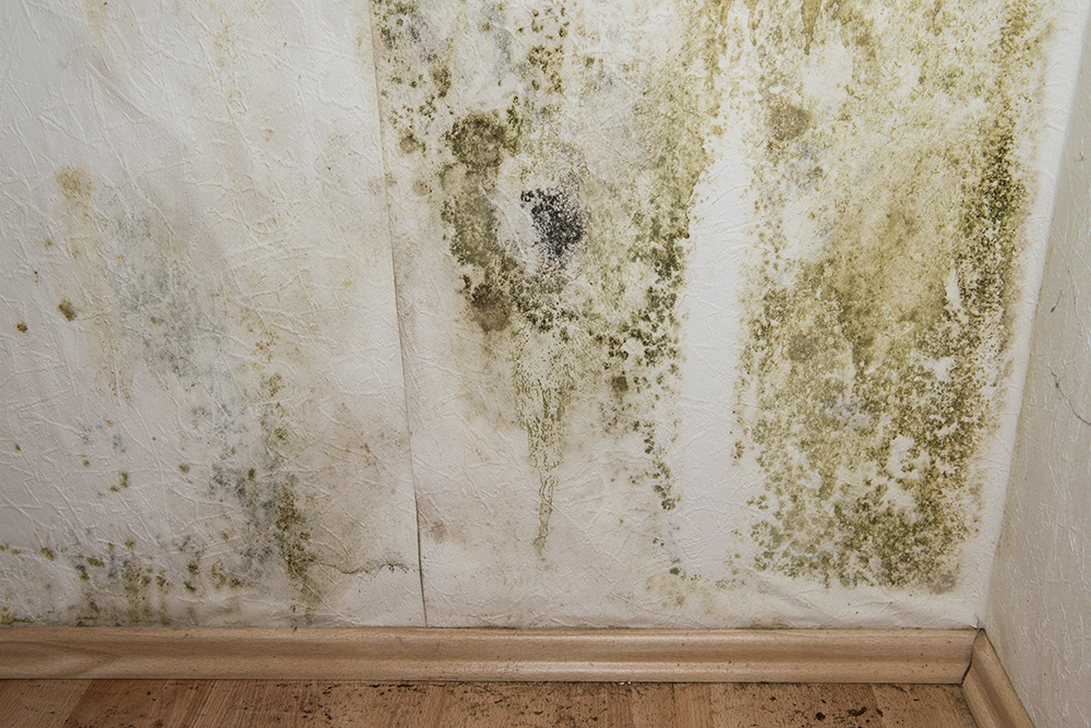 Mold Remediation San Diego Repair Mold Damage