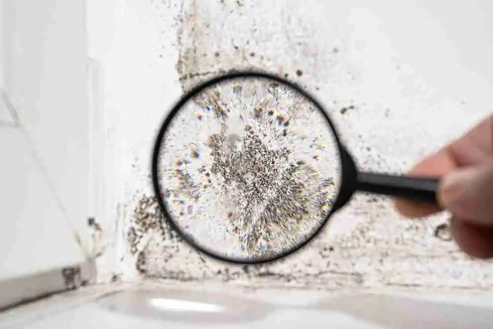 Black Mould Removal & Black Mould Remediation Toronto