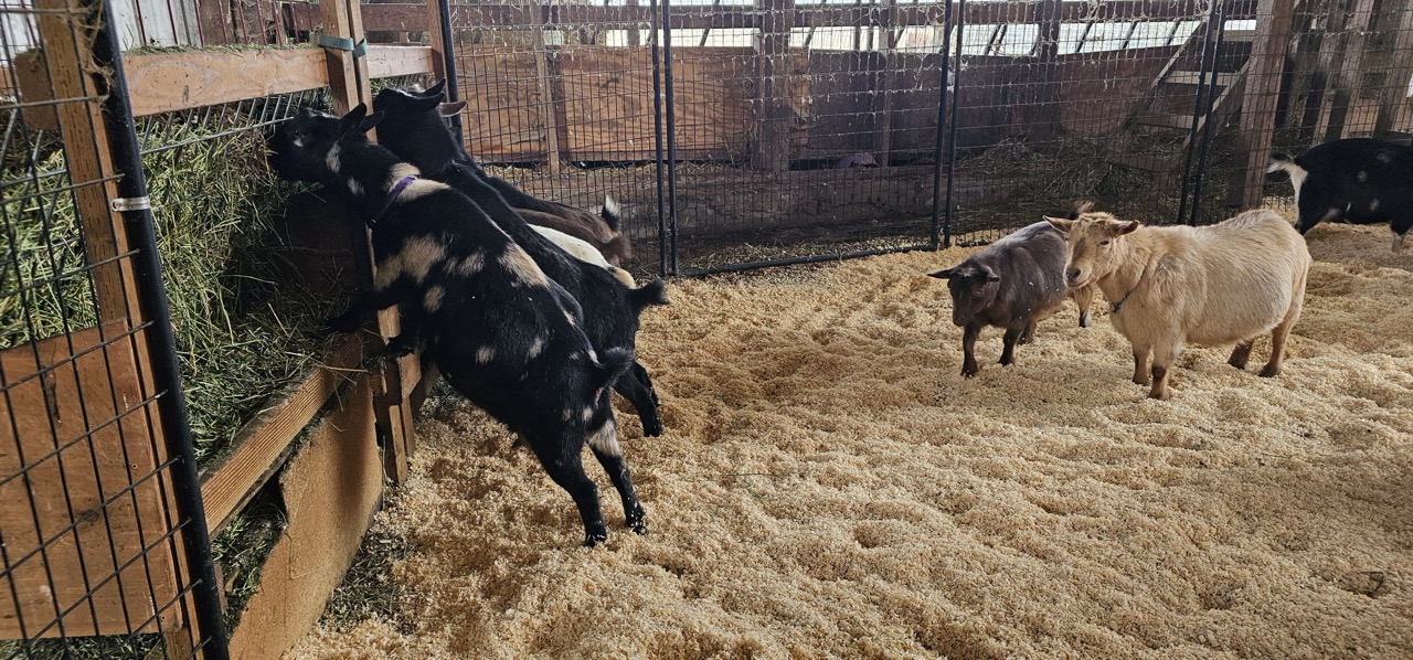 Goat Herd Management How we manage goat bedding Floof Farm