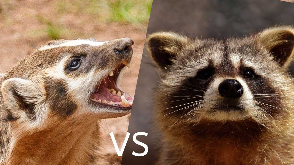 American Badgers VS Raccoons (A Comparison) Floofmania