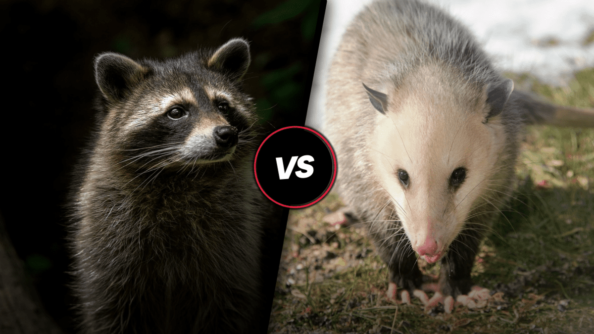 Opossums vs. Raccoons The Fascinating Differences and Similarities Between These Two Species