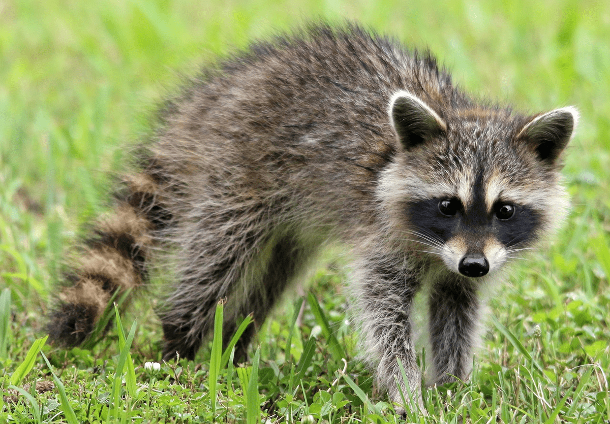 Animals Similar To Raccoons (11 Animals That Look Strikingly Like