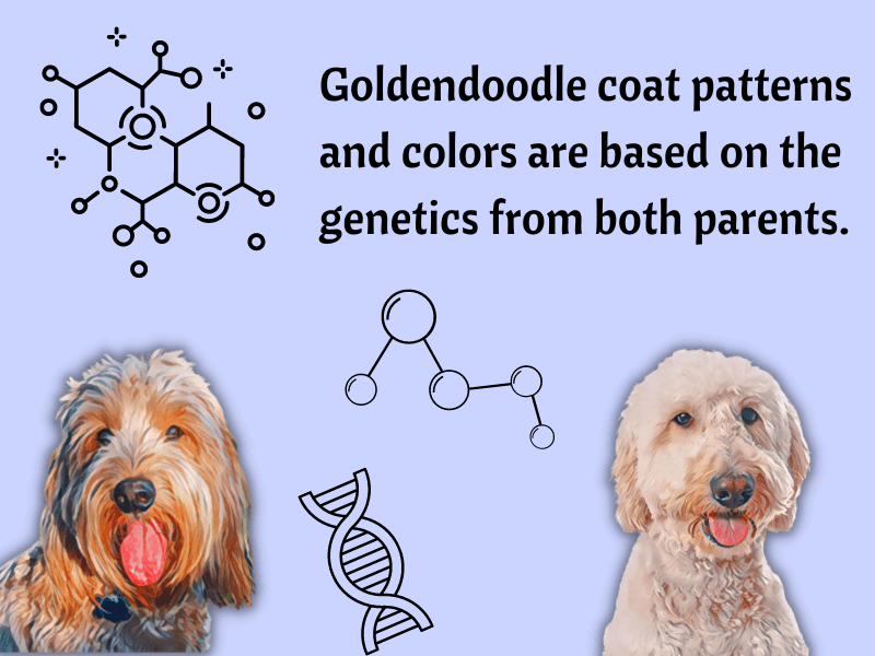 Phantom Goldendoodle Rare Colors and Patterns Explained