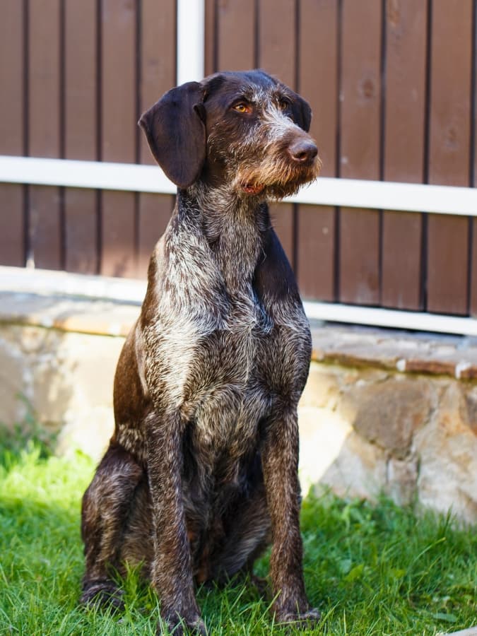 German Wirepoo The German Wirehaired Poodle Mix