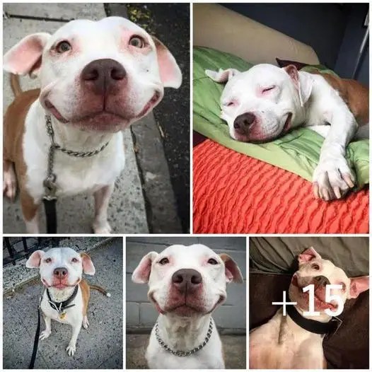 From Stray to Smiling Rescued Pitbull Finds Comfort and Joy After