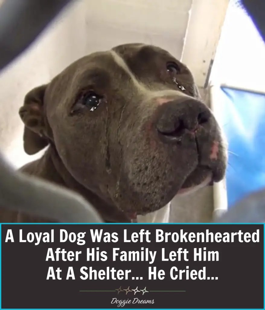 A Loyal Dog Left Behind Blue’s Heartbreaking Fall and the Love That