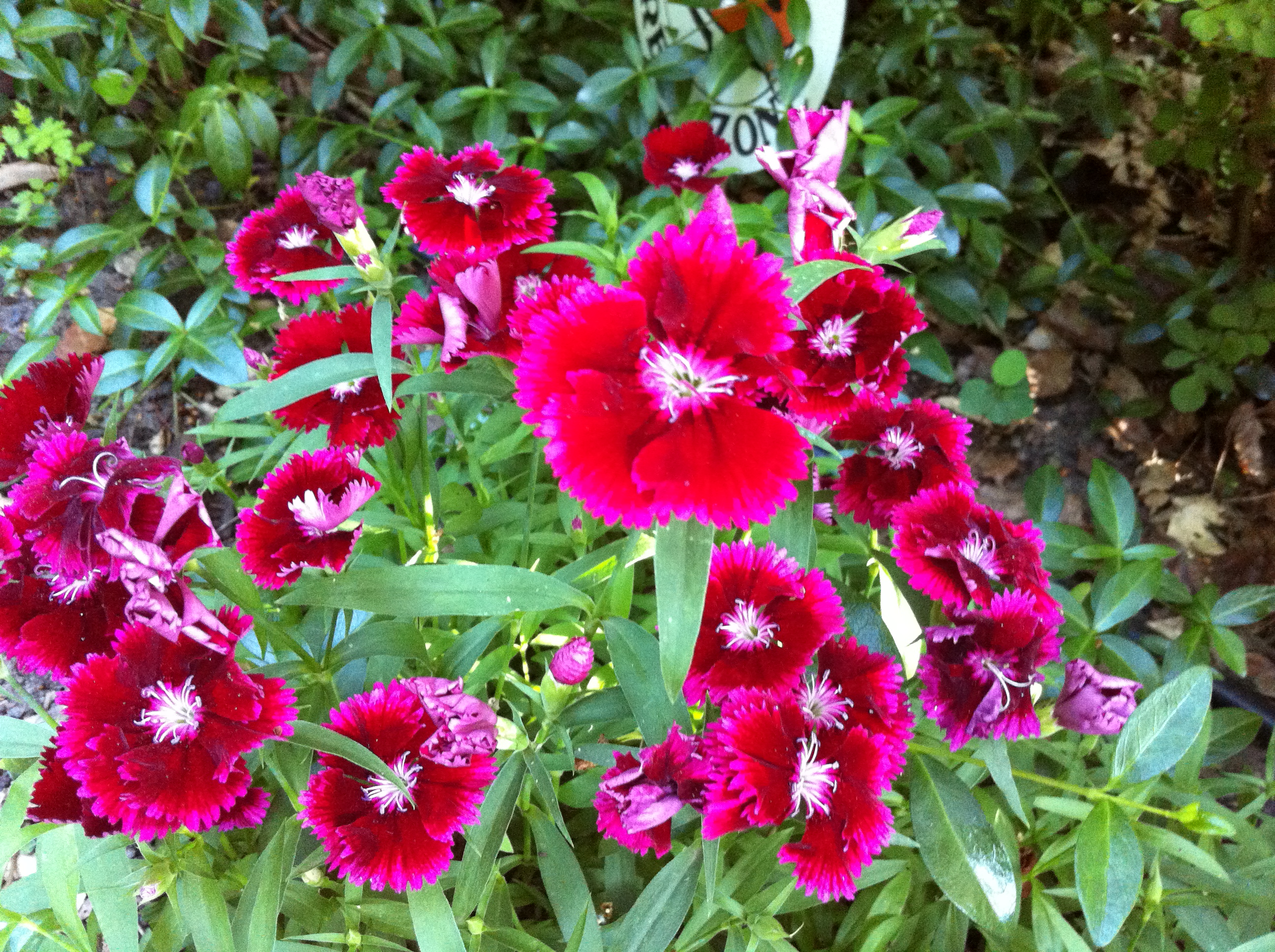 June flowers from our garden Júniusi virágaink FloorCookies