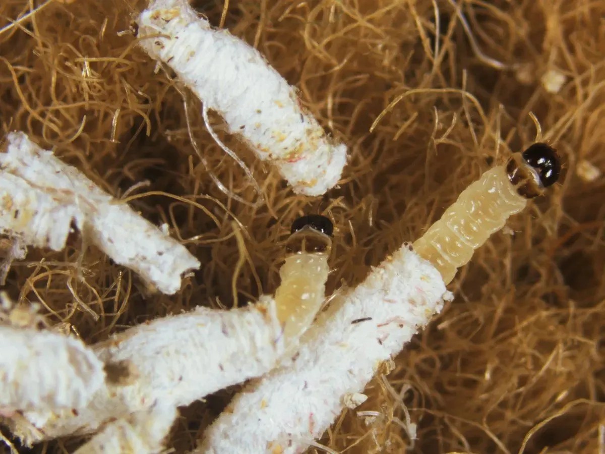 Carpet Moths Identification, Treatment & Prevention Flooring By Nature