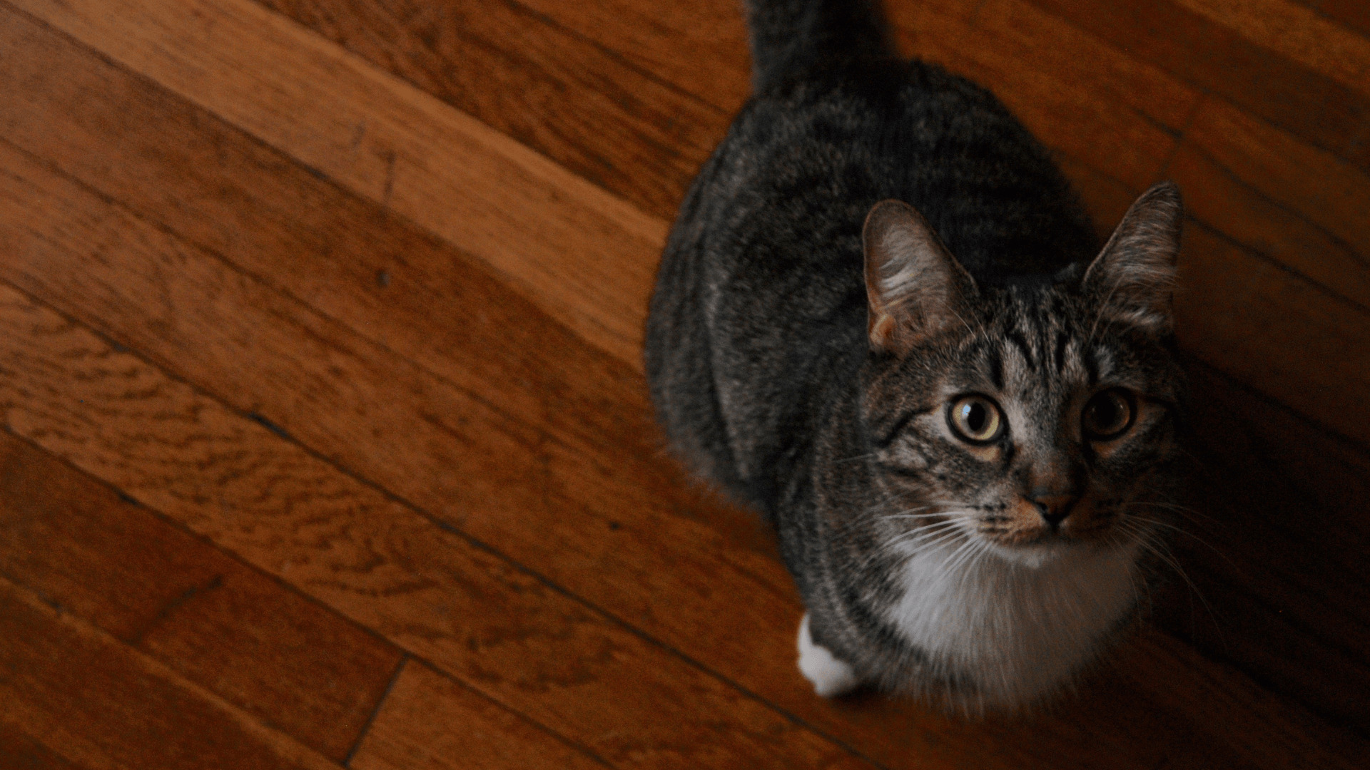 WCFA Cleaning Guide Flooring By Sammer