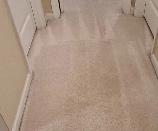 Carpet Floor Pro Quality Cleaning