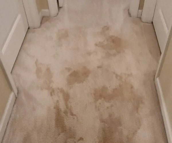 Carpet Floor Pro Quality Cleaning