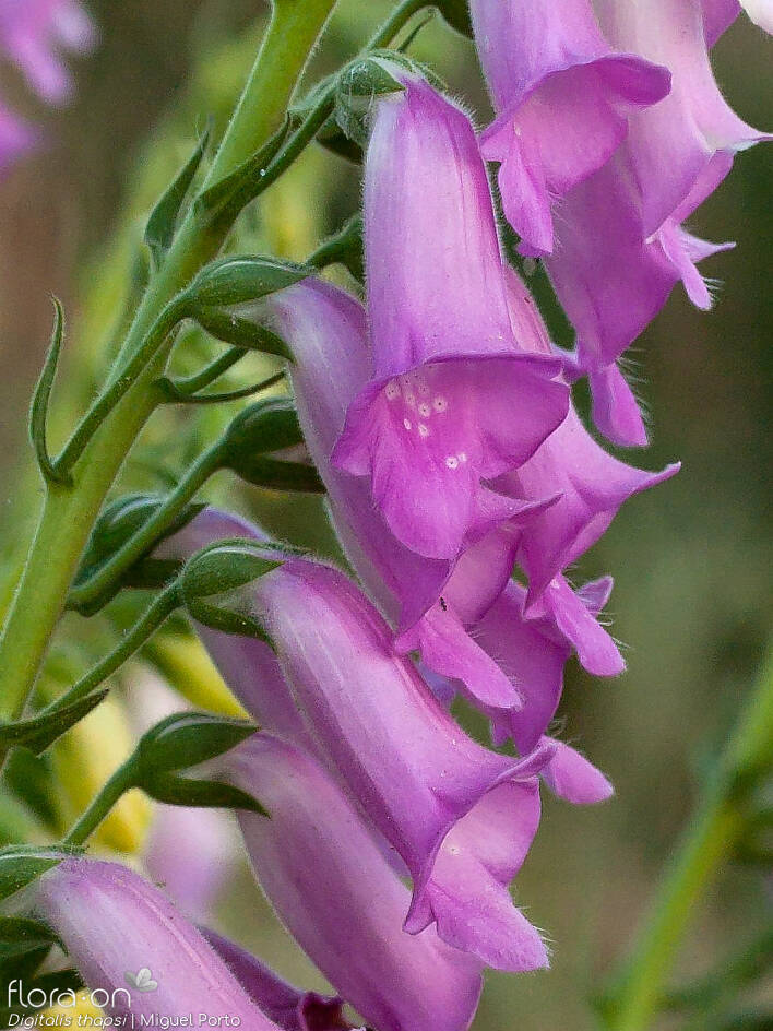 Género Digitalis FloraOn Portugal Continental