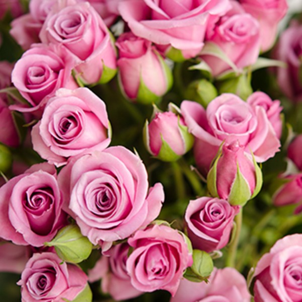 Blue Moon Spray Roses Florabundance Wholesale Flowers