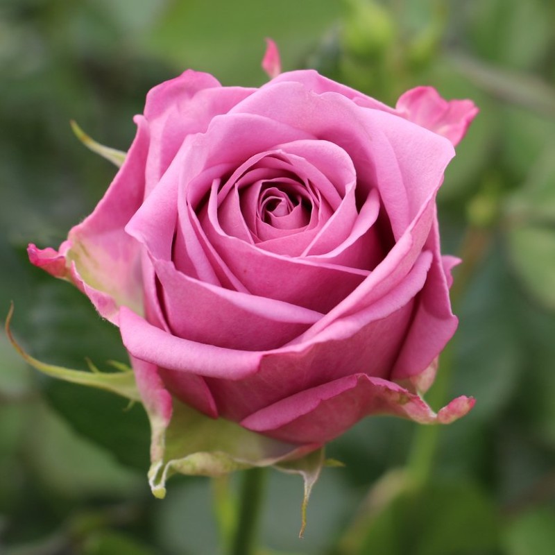 Cool Water Roses Florabundance Wholesale Flowers