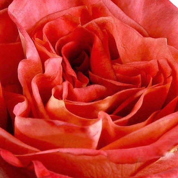 Wild Spirit Roses Florabundance Wholesale Flowers
