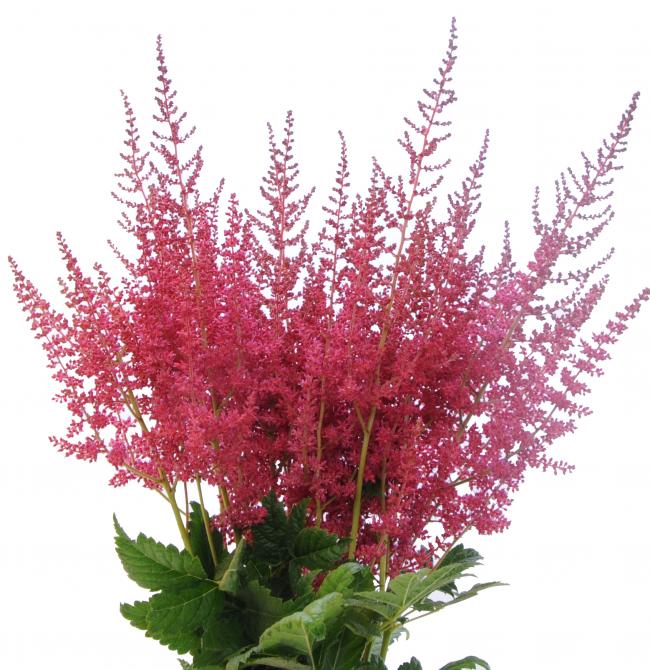 Red Astilbe Florabundance Wholesale Flowers
