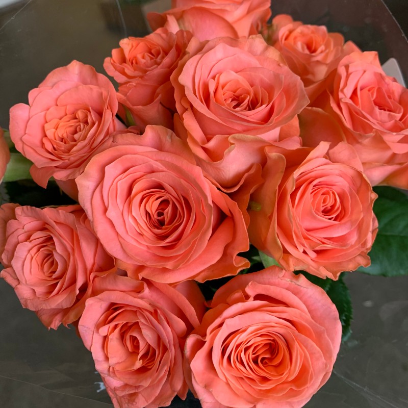 Romanza Garden Roses Florabundance Wholesale Flowers