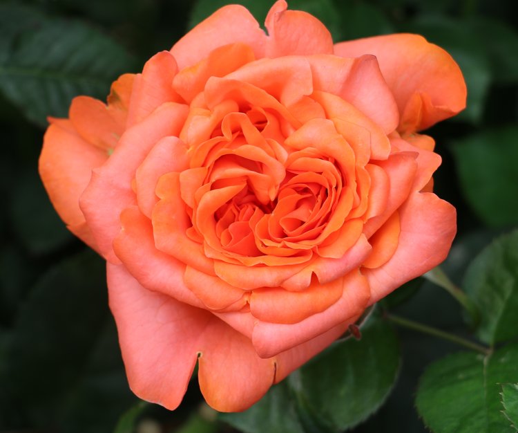 Romanza Garden Roses Florabundance Wholesale Flowers