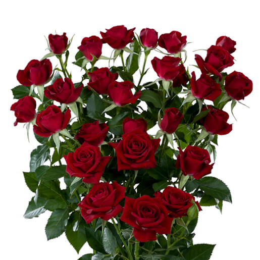 Rubicon Spray Roses Florabundance Wholesale Flowers