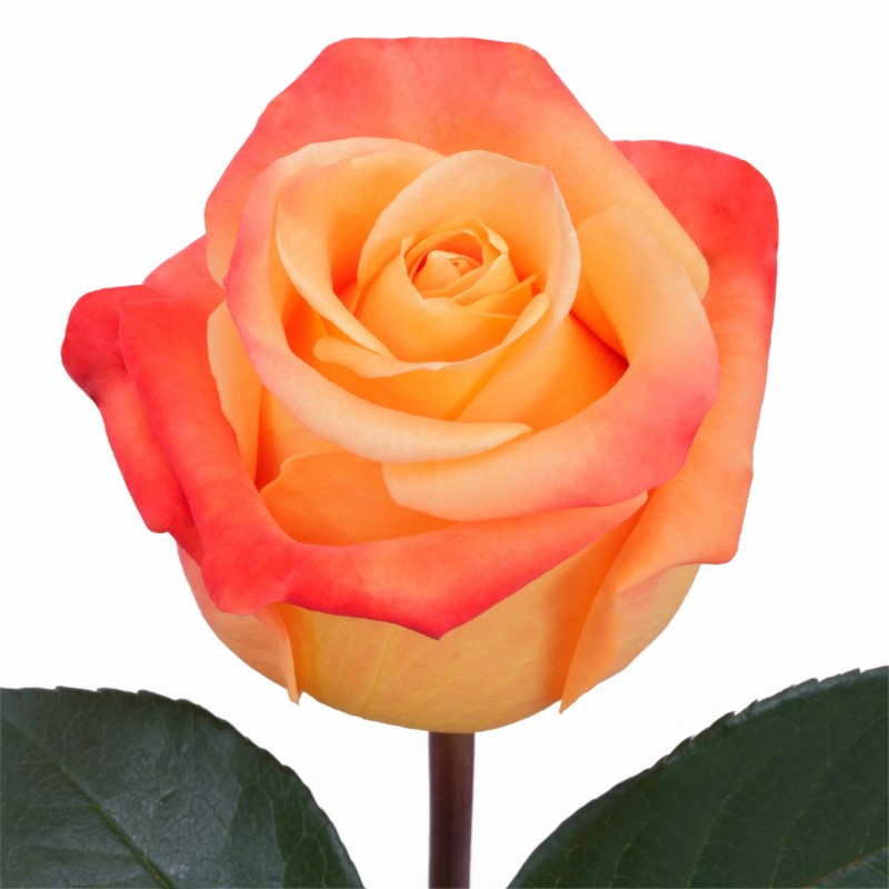 VooDoo Roses Florabundance Wholesale Flowers