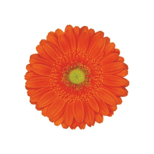 Orange Gerberas Florabundance Wholesale Flowers