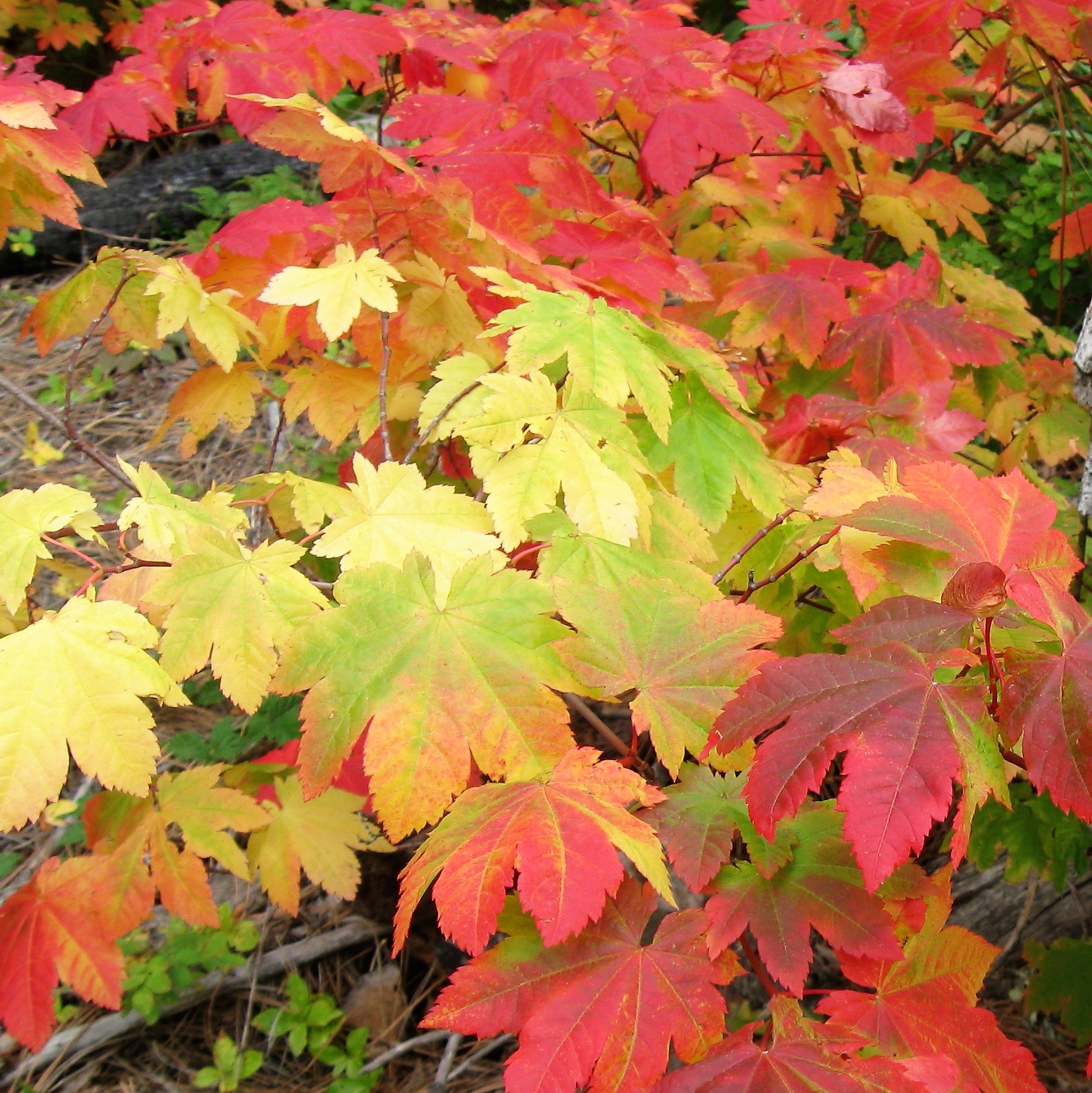 Vine Maple Florabundance Wholesale Flowers