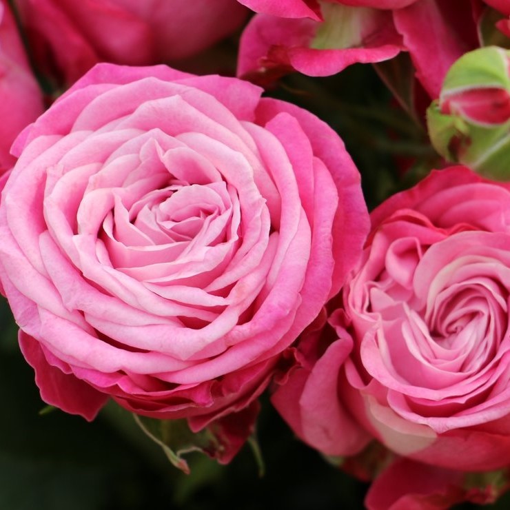 Lady Bombastic Spray Roses Florabundance Wholesale Flowers