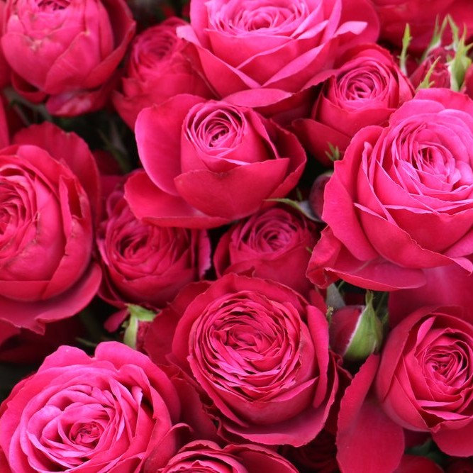 Cherry Colorosa Spray Roses Florabundance Wholesale Flowers