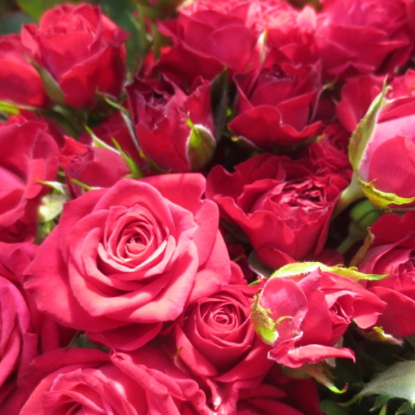 Raspberry Delight Spray Roses Florabundance Wholesale Flowers