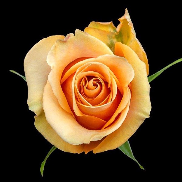 Dijon Roses Florabundance Wholesale Flowers