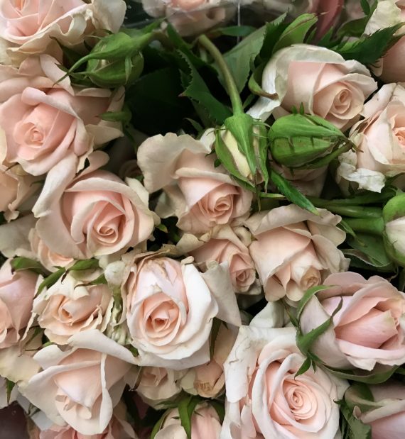 Royal Porcelina Spray Roses Florabundance Wholesale Flowers