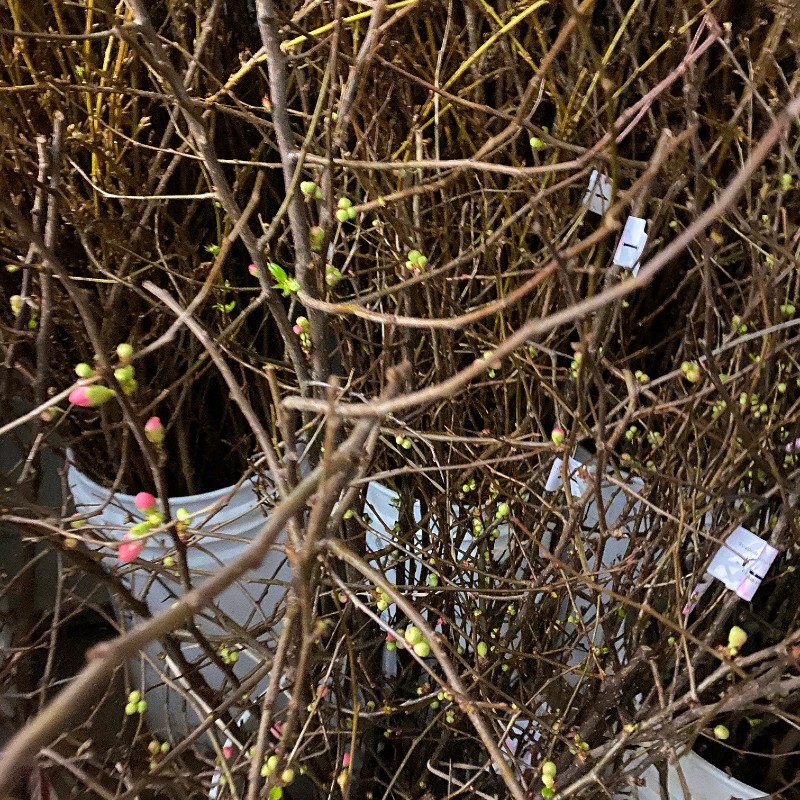 Branch, Flowering Quincepink Florabundance Wholesale Flowers